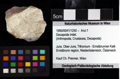 Foto (Objket + Etiketten) von Decapoda indet. 